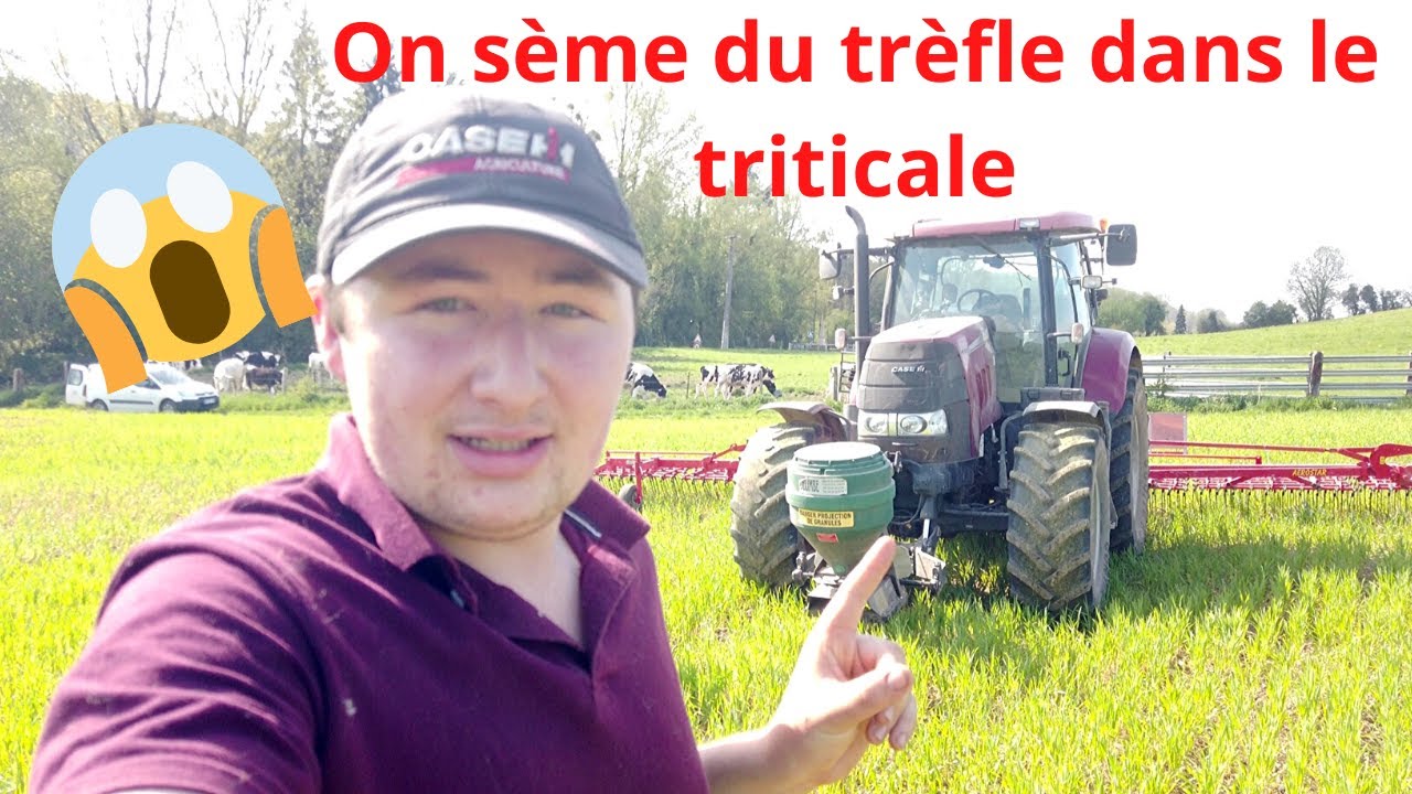 On sème de trèfle dans le triticale /2020/case puma 145 et la herse étrille 12 M