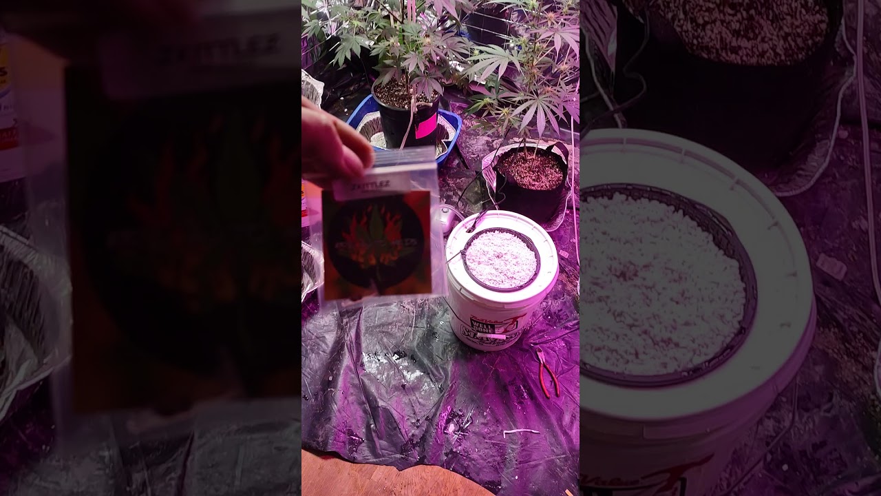 zkittlez in Hydroponics day one seed went into the bucket.