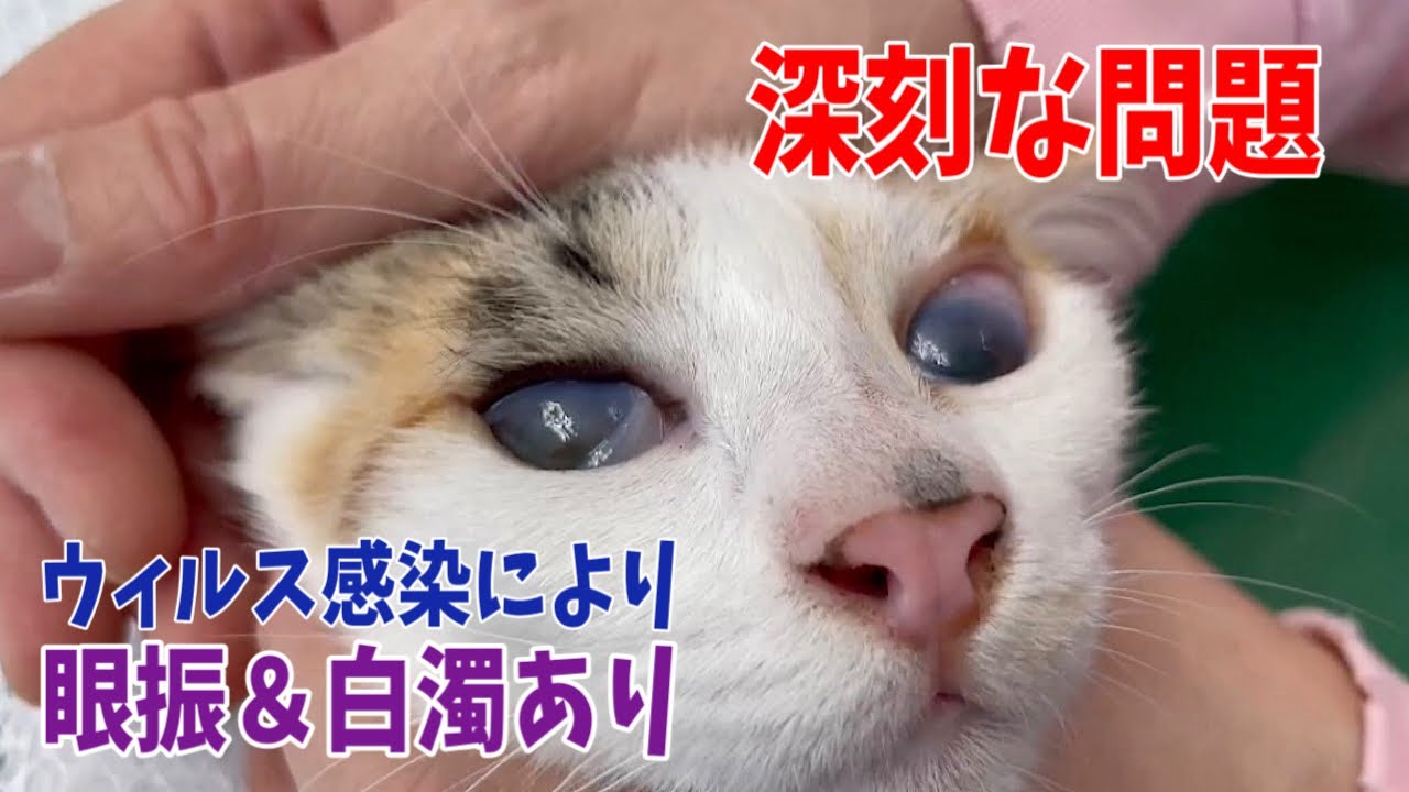 【後編】行き場のない沖縄の子猫達を空腹し動物病院へ