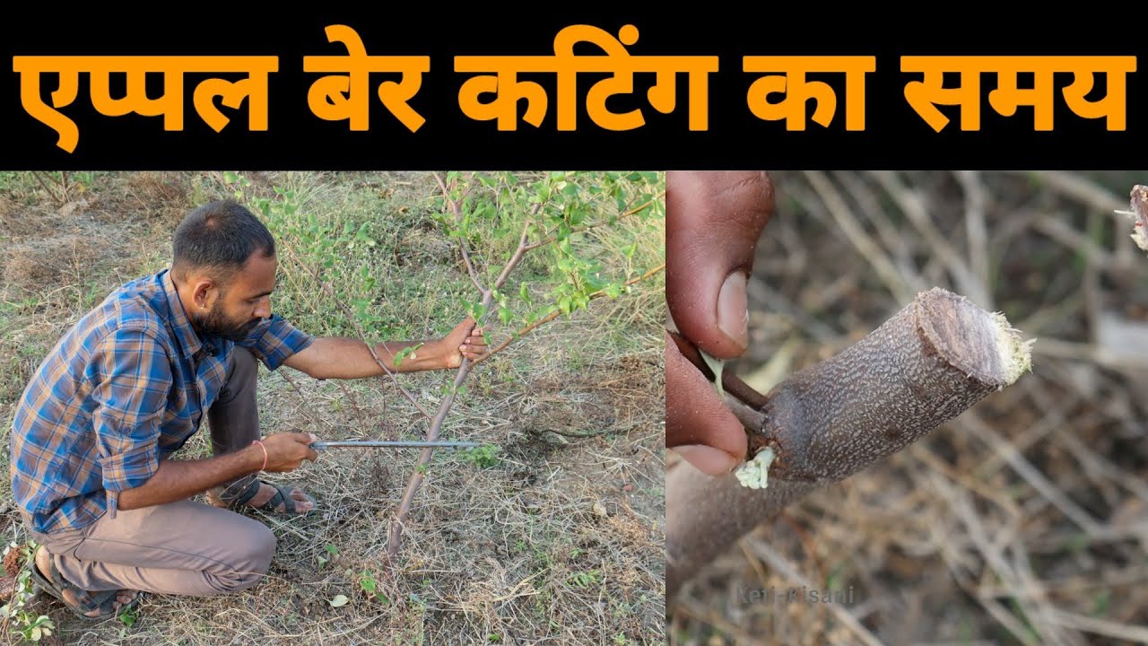 एप्पल बेर की कटिंग का सही समय क्या है !! How to cutting / prunning apple ber plant || date & time