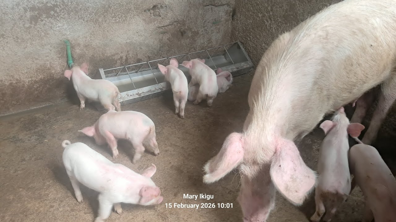 How we process pig feeds at the farm/feeds making process/pig farming 