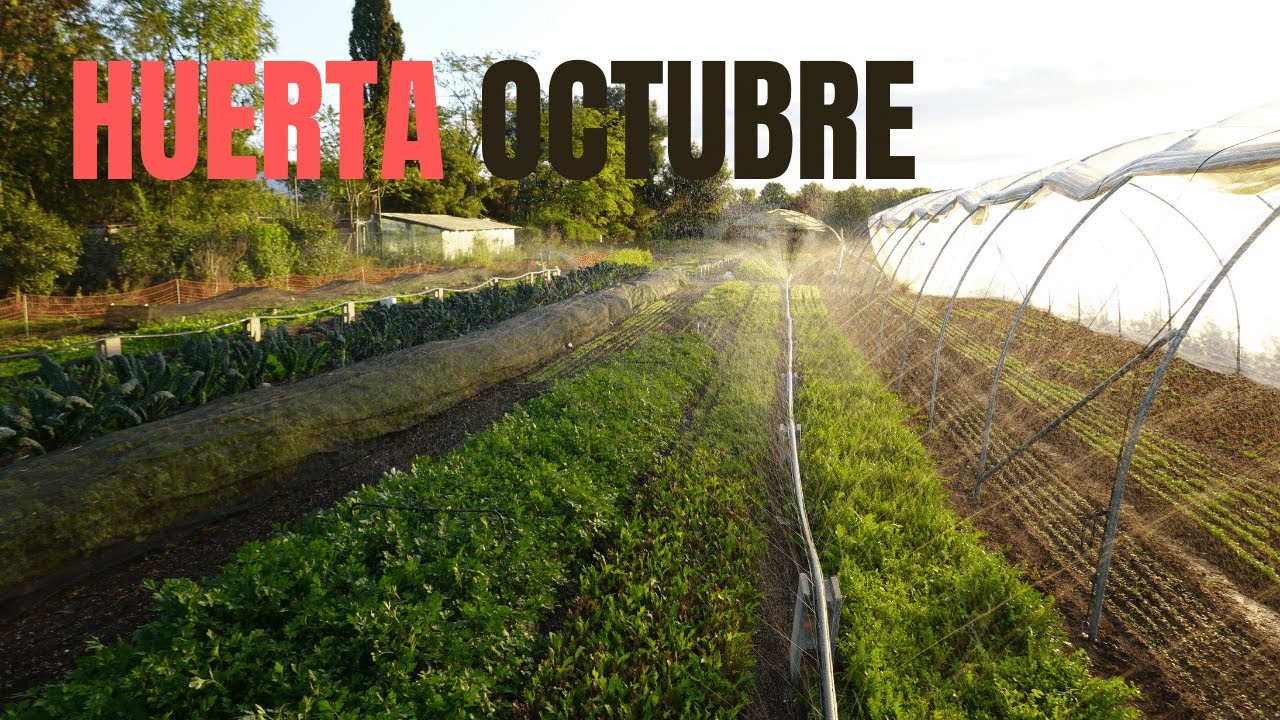 Octubre en la Huerta | Últimas siembras del año y gran diversidad de hojas