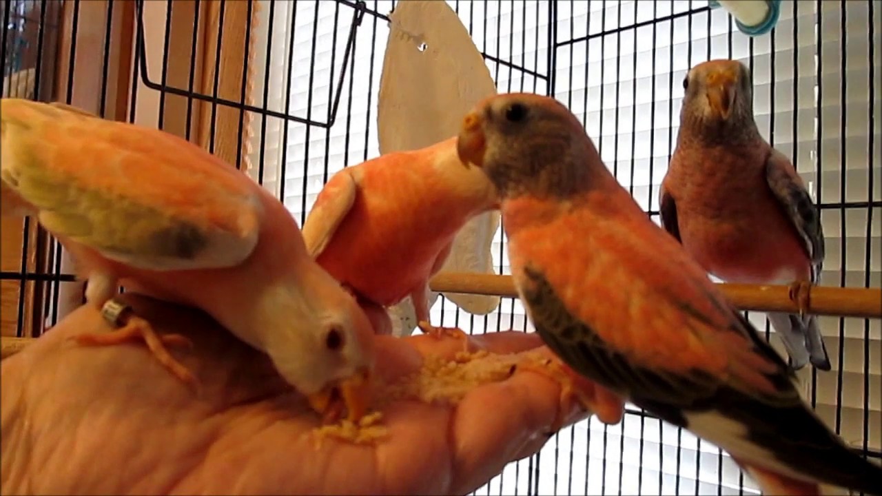 Bourke's Parakeet Youngsters Available Now