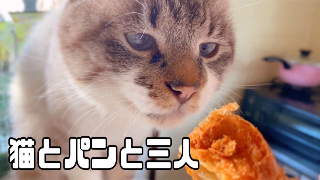【101号室】rescue猫2匹と三人の主