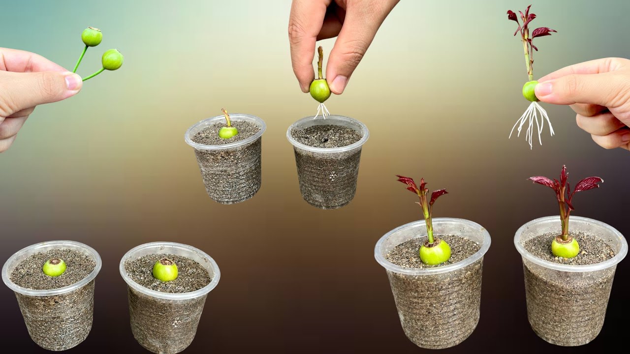 🌹Awesome! How to Propagate Roses from Fruit in a Sand Cup | BreedingRoses.