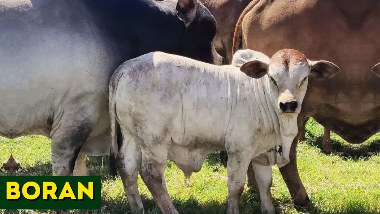 RAÇA BORAN - A melhor raça da África ?