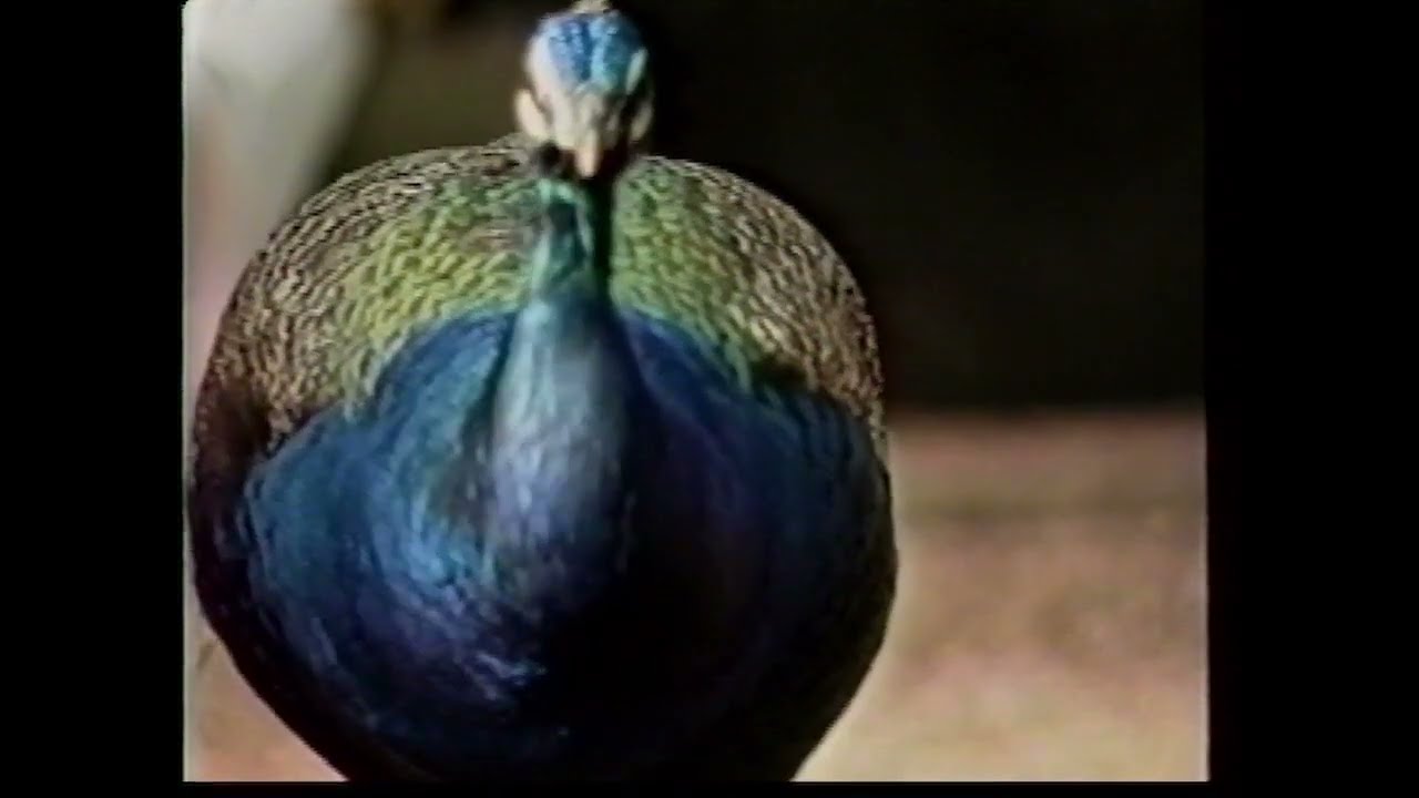 Bài Hát Thiếu Nhi - Con Công - Hợp Ca Thế Hệ Trẻ 1995