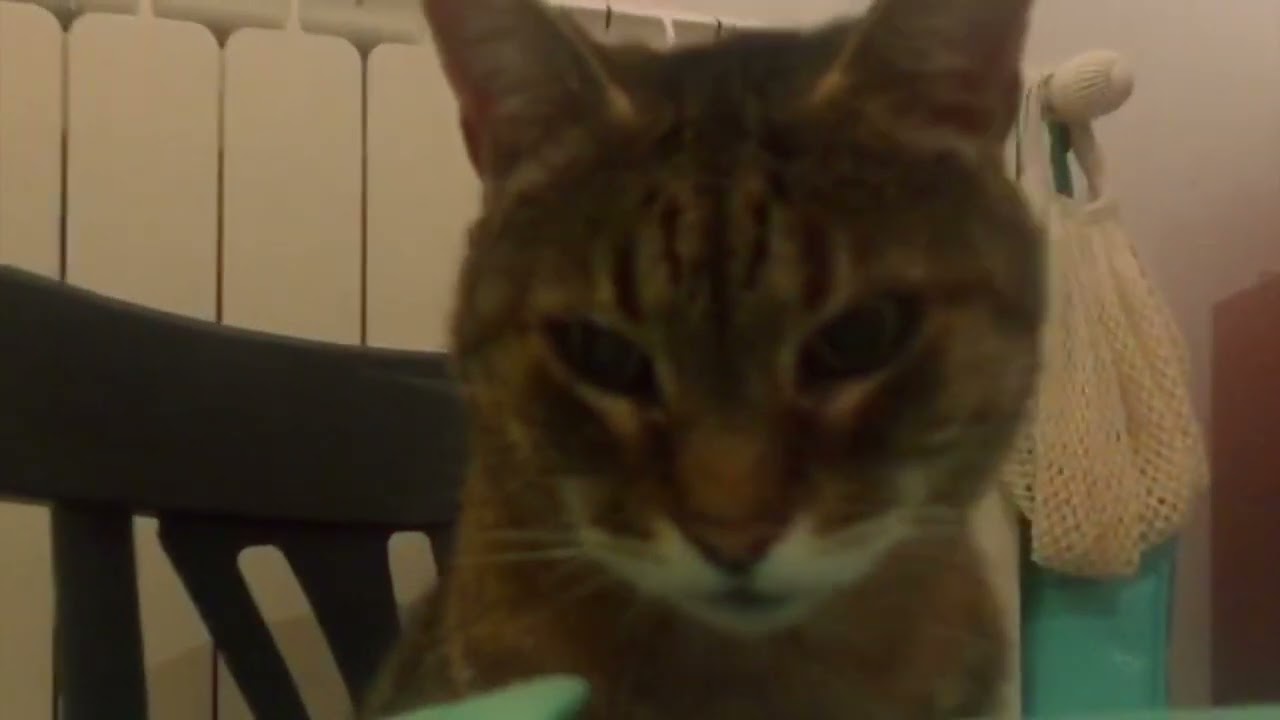 Chat fait peur ! Nigntmare feline !