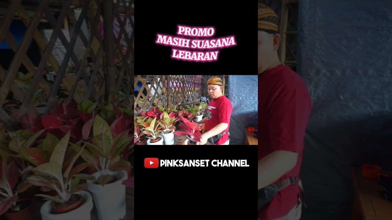 PROMO LEBARAN..#AGLONEMA #PROMO #AGLONEMAMURAH