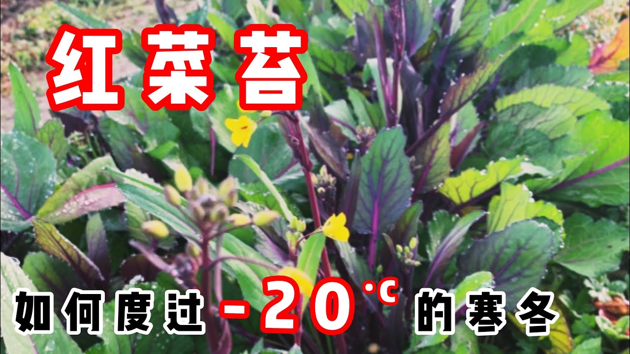 零下20度红菜苔怎么过冬？来一把开春最鲜美的菜台！红菜苔的种植