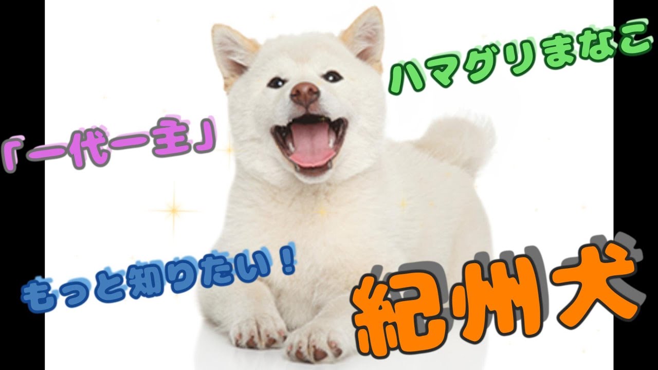もっと知りたい！動物の事こと【紀州犬】#animals #dog #動物 #紀州犬 #かわいい動物 #天然記念物