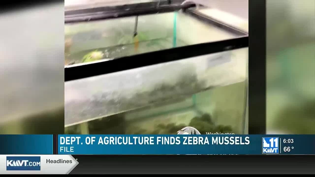 Invasive species of mussel found in aquarium moss ball products | KMVT