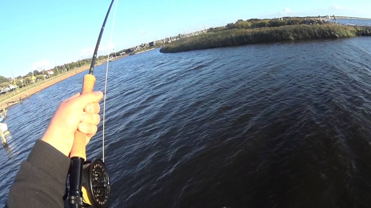 Makrill på fluga i skäldervikens hamn.