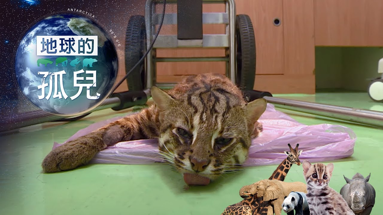 地球的孤兒 ~ 消失中的淺山精靈，石虎 Orphans of the Earth / Saving the Last Leopard Cat【全集】｜白心儀