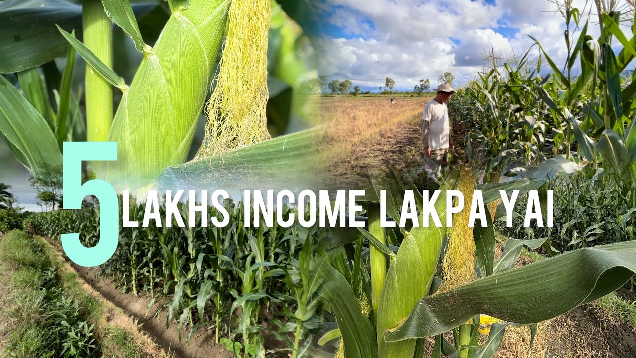 CHAHI AMADA 5 LAKHS TANBA YAI CHUJAK THABADA (SWEET CORN 🌽)