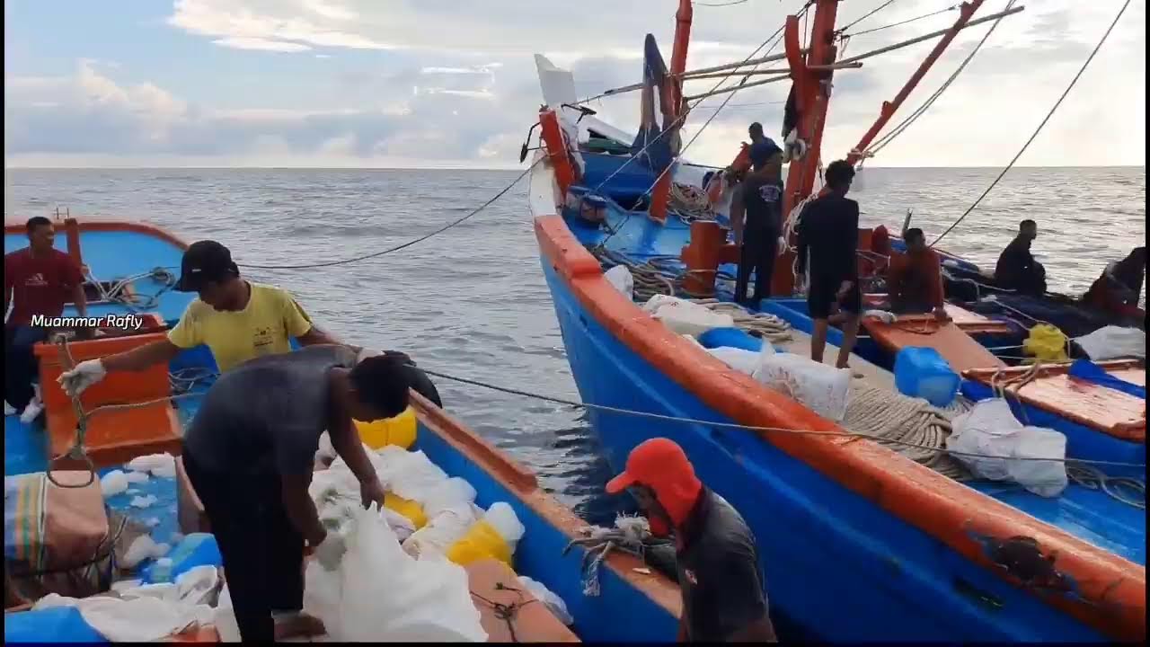 Pukat cincin Nelayan Indonesia Dapat Banyak Ikan, luar biasa hasil tangkapan Nelayan Indonesia