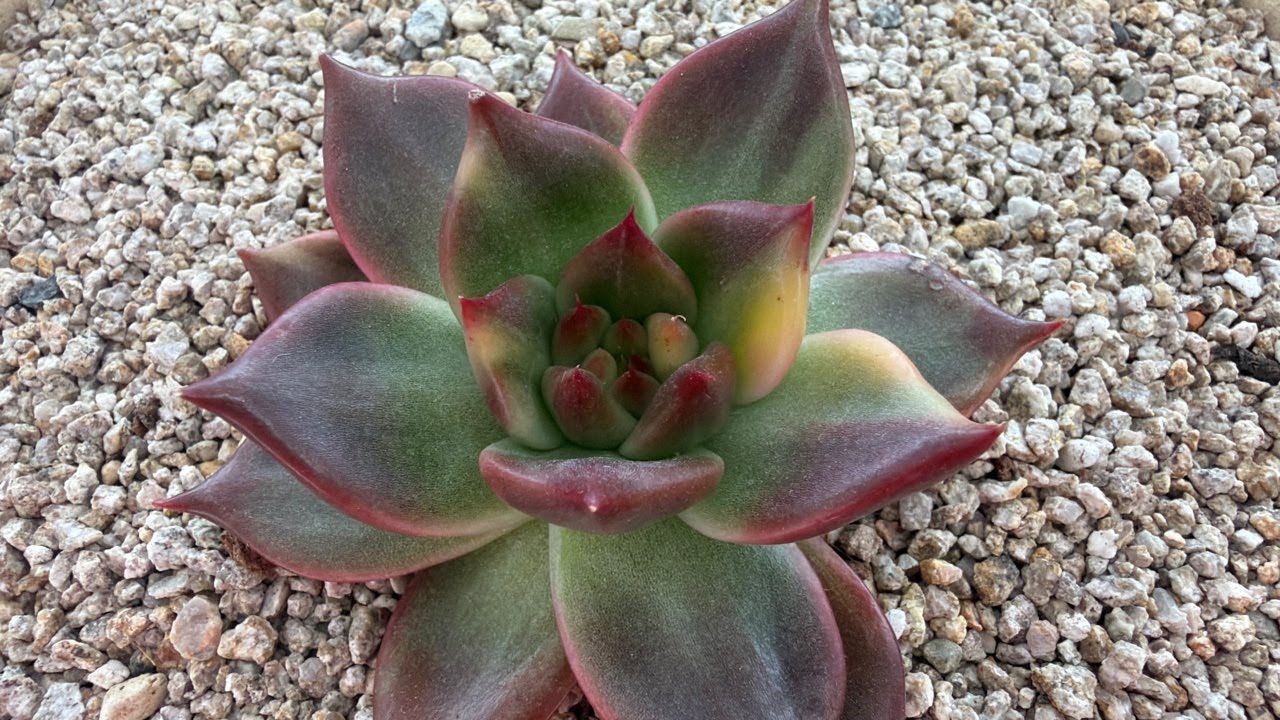 🌸금화다육🌸 