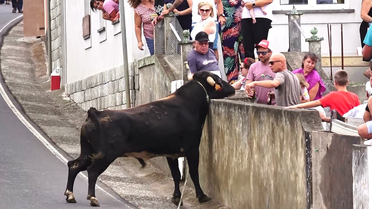 Tourada Santa Bárbara - Touros HF - (388,421) & ER - (461,459) - 31/8/2024 - Ilha Terceira - Açores