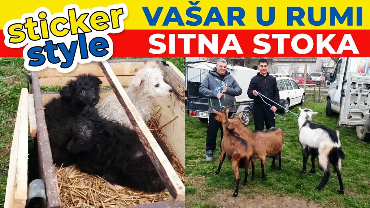 Vašar u Rumi sitna stoka 3 mart 2026