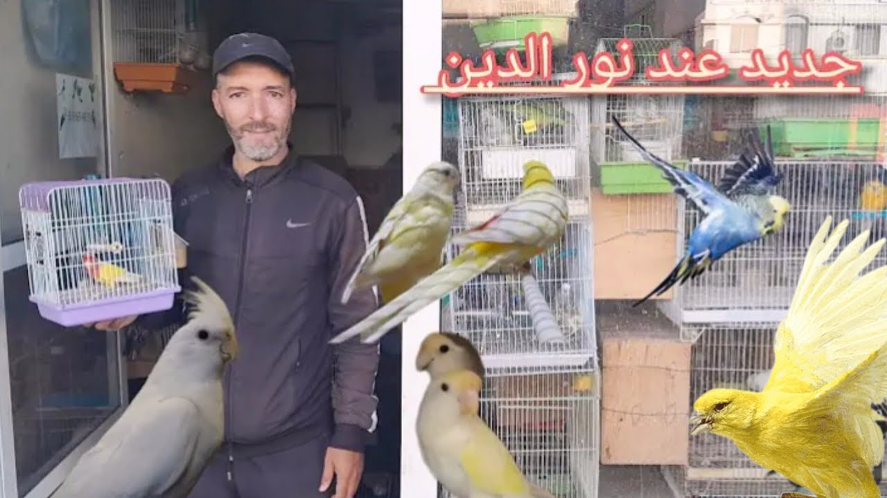 جديد عند الأخ نور الدين تعرفأتمنةطيور كنار فيشر كويكر كغكاريكي بادجي هوغو كوكتيل فرجة ممتعة للجميع