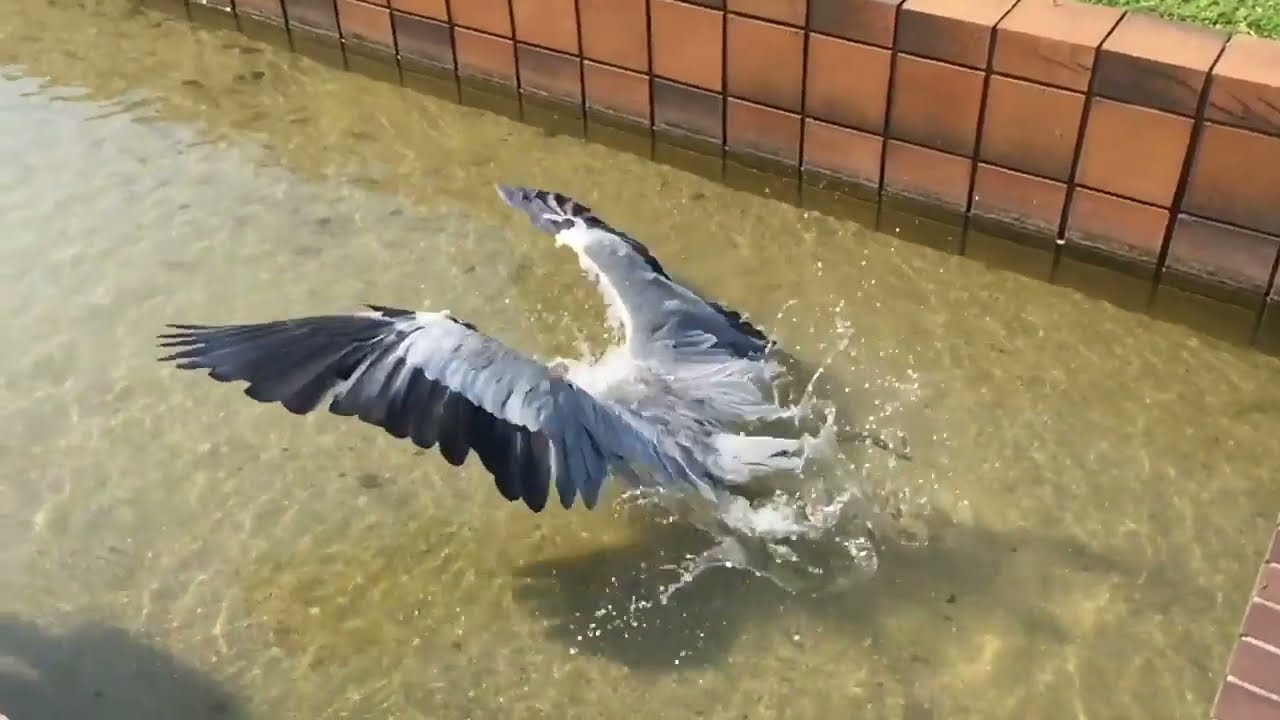 大濠公園のアオサギの捕食Gray heron is hunting