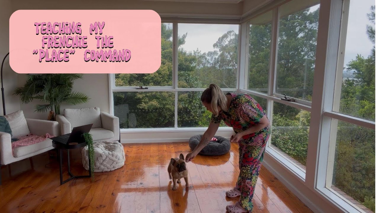 Teaching the place command #frenchbulldog #dogtraining #frenchies #dog #dogs #dogmom #doglove