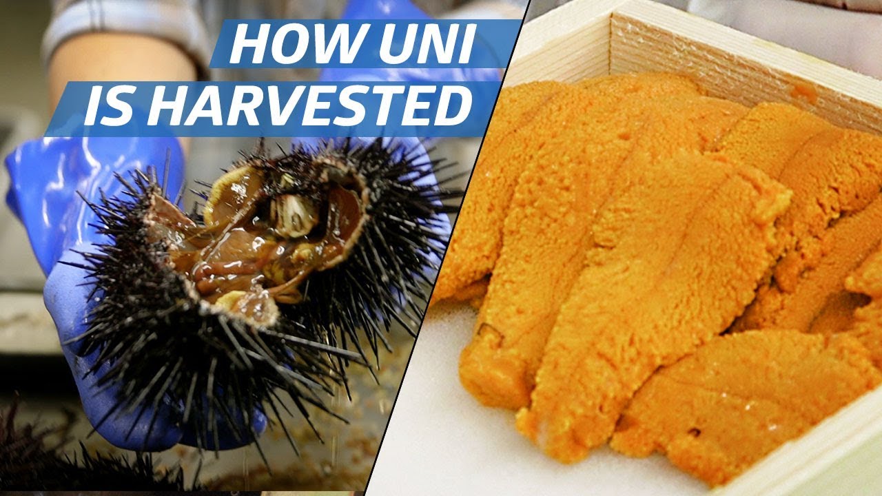 Как морской еж (Uni) перерабатывается в промышленных масштабах — как его приготовить