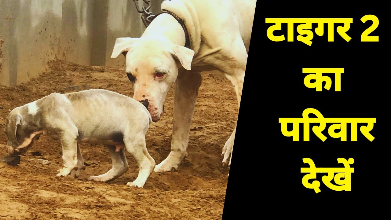 टाइगर 2 के आज तक के टॉप 10 बेस्ट रिजल्ट Tiger 2 Indias Best Dog Breeder Dog Owner Mr. Sonu Latiwal /