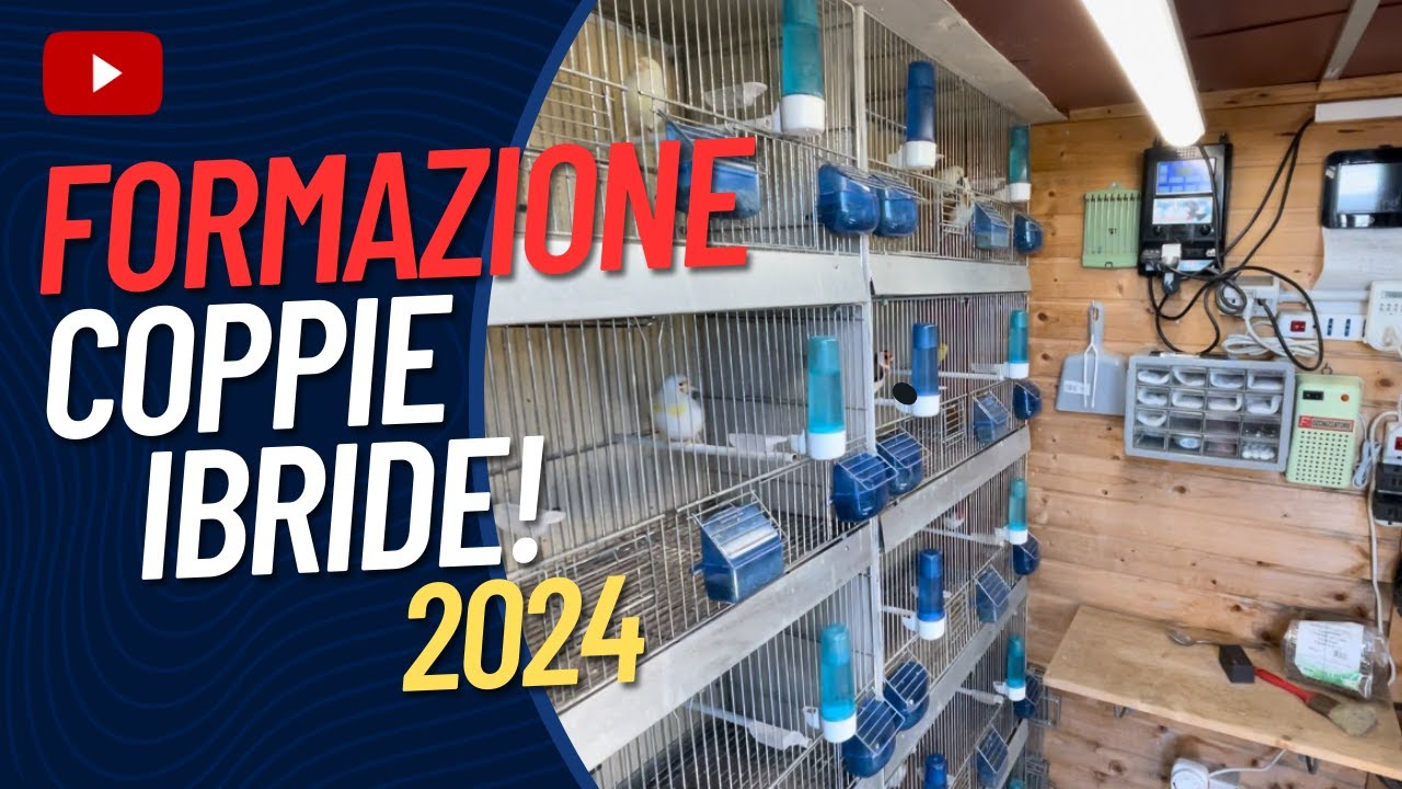 Coppie ibride 2024: formazione e preparazione con un'adeguata illuminazione!