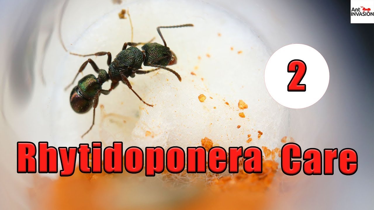 How To Raise A Rhytidoponera Queen Ant! | Part 2 Larvae