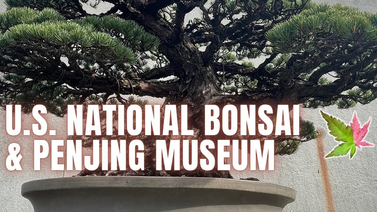 U.S. National Bonsai & Penjing Museum Visit