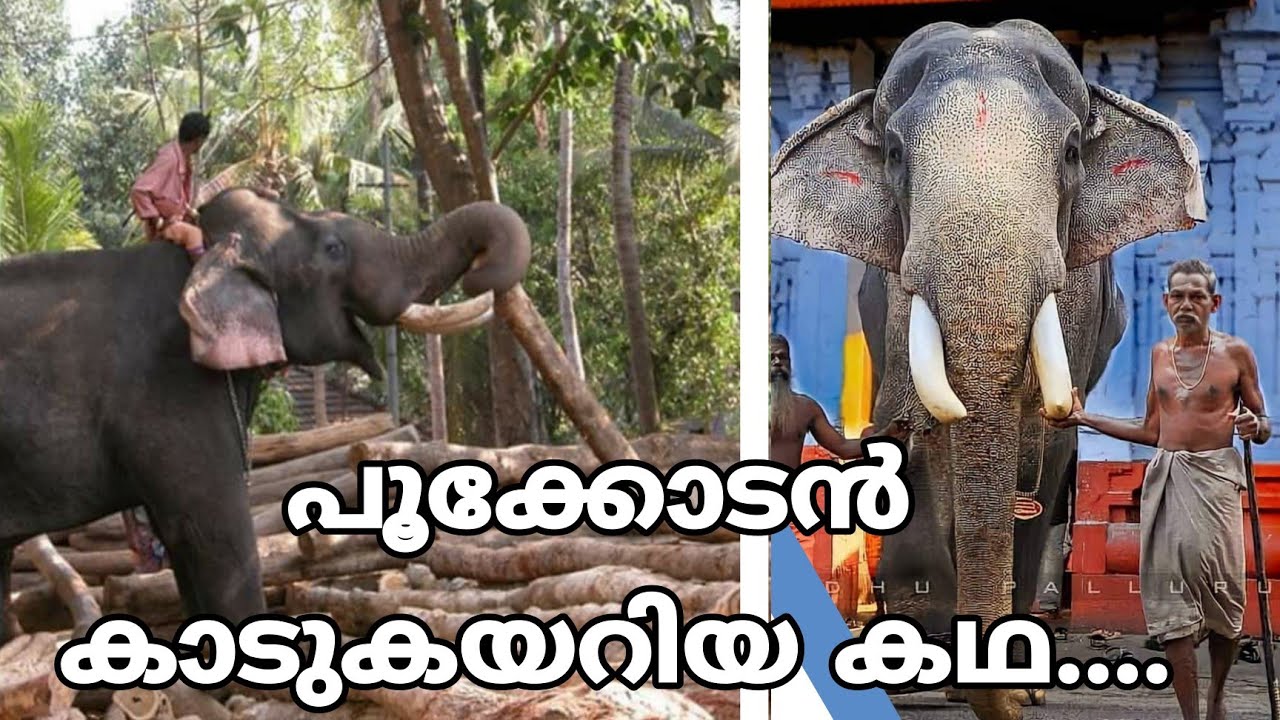 വാഴക്കുളം മണിയും പൂക്കോടൻ ശിവനും  @gajayugaelephantlover993