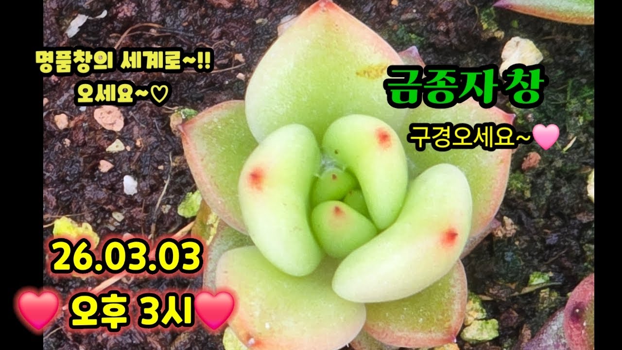 #쪼꼬다육라이브 03.03 오후3시 🩷#금을품은창종자 #신품종창 #창전문농장🩷#카드결재가능