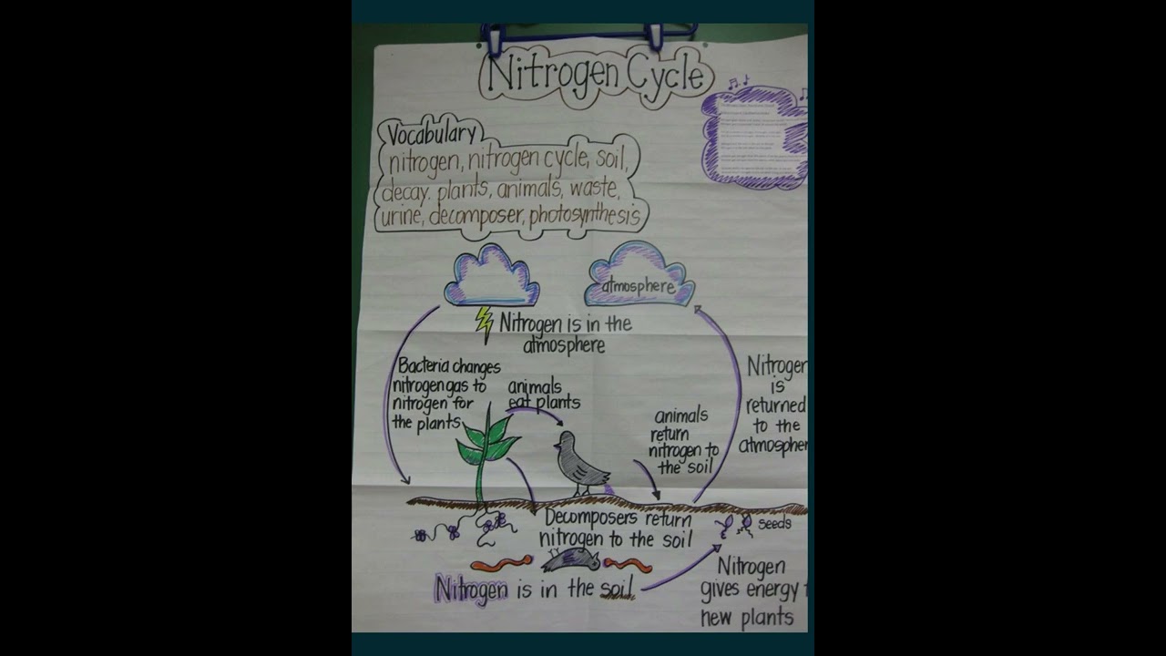 Know about Nitrogen Cycle || Science Basic of Nitrogen Cycle