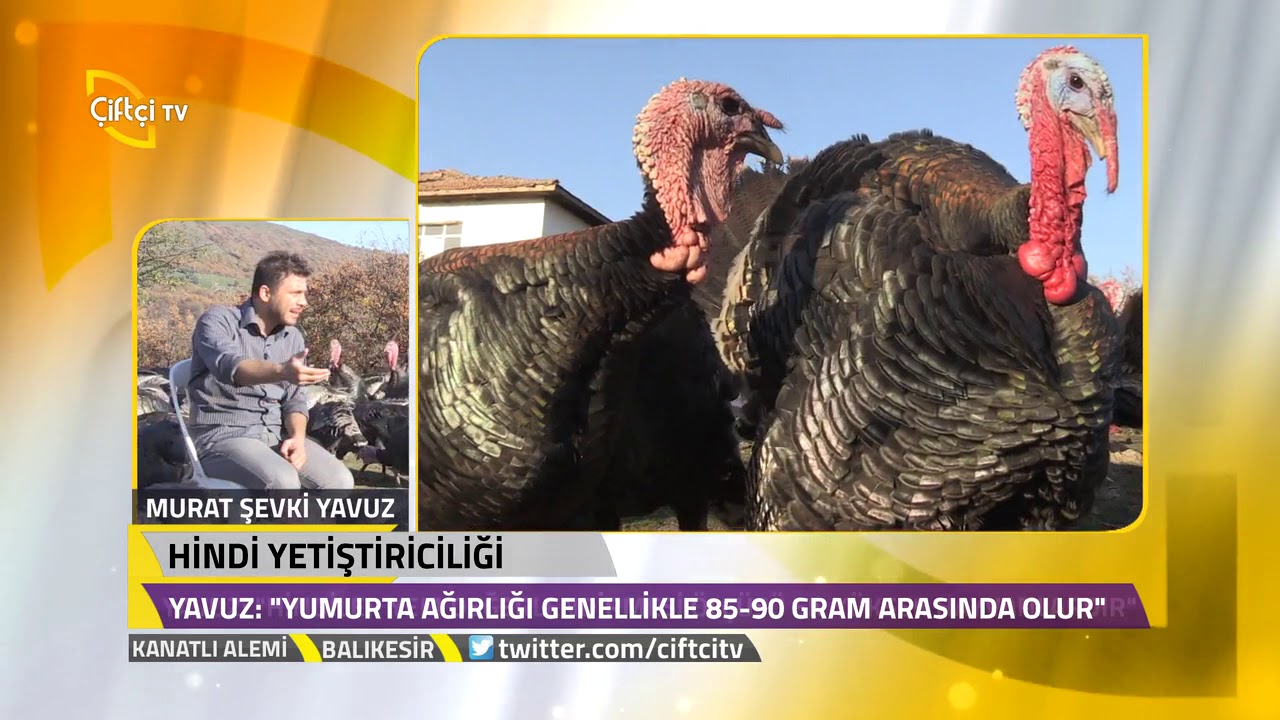 Kanatlı Alemi - Hindi Yetiştiriciliğinde Bilinmesi Gereken Özellikler.