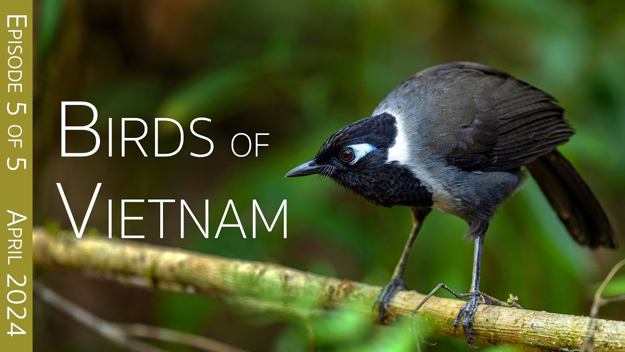 Southern Vietnam Birding Adventure:  Bi Doup Nui Ba National Park | EPISODE 5 of 5