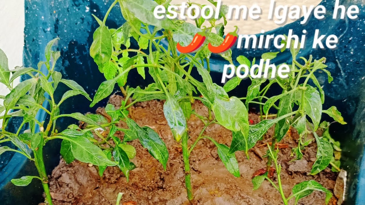 Estool me lgaye he🌶🌶 mirchi ke podhe#gardening #garden #nature #youtubevideo #home#plants #viral 