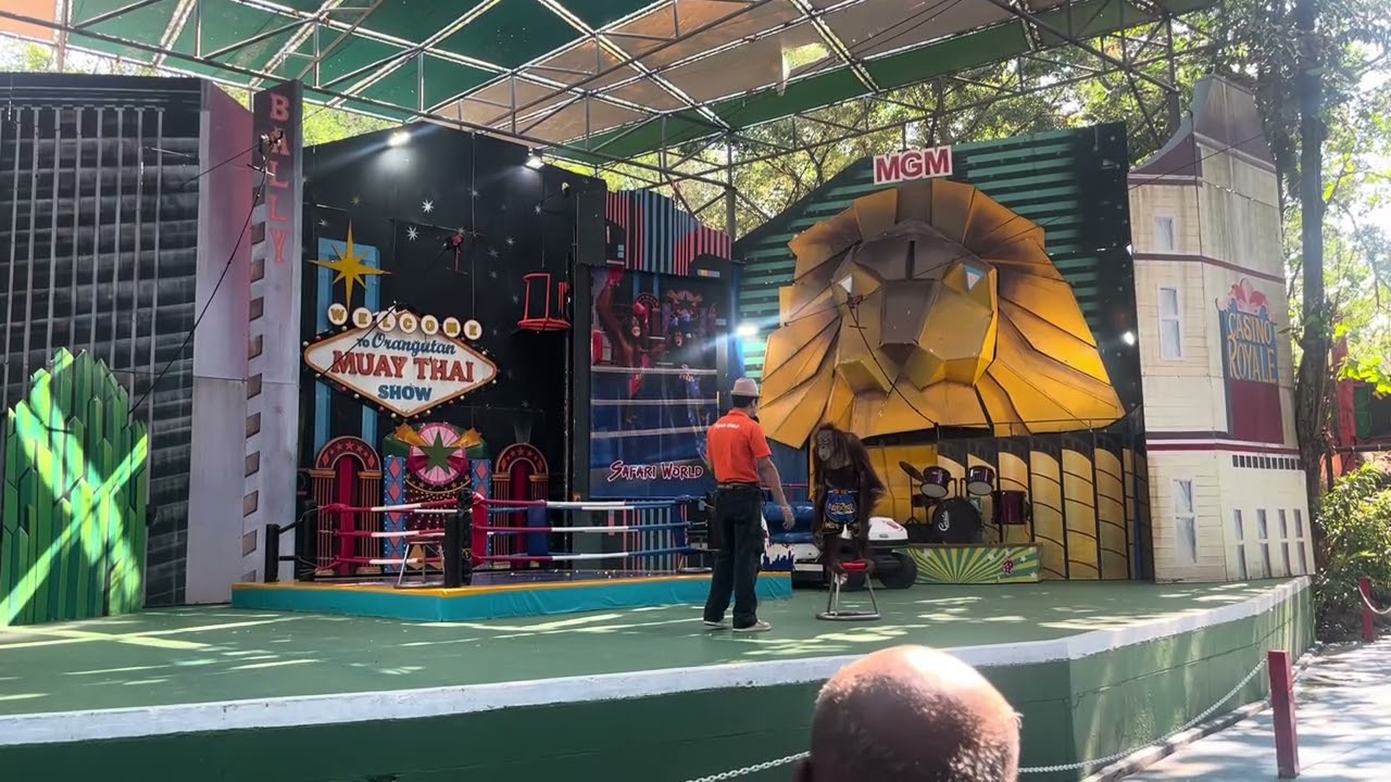 Safari world orangutan