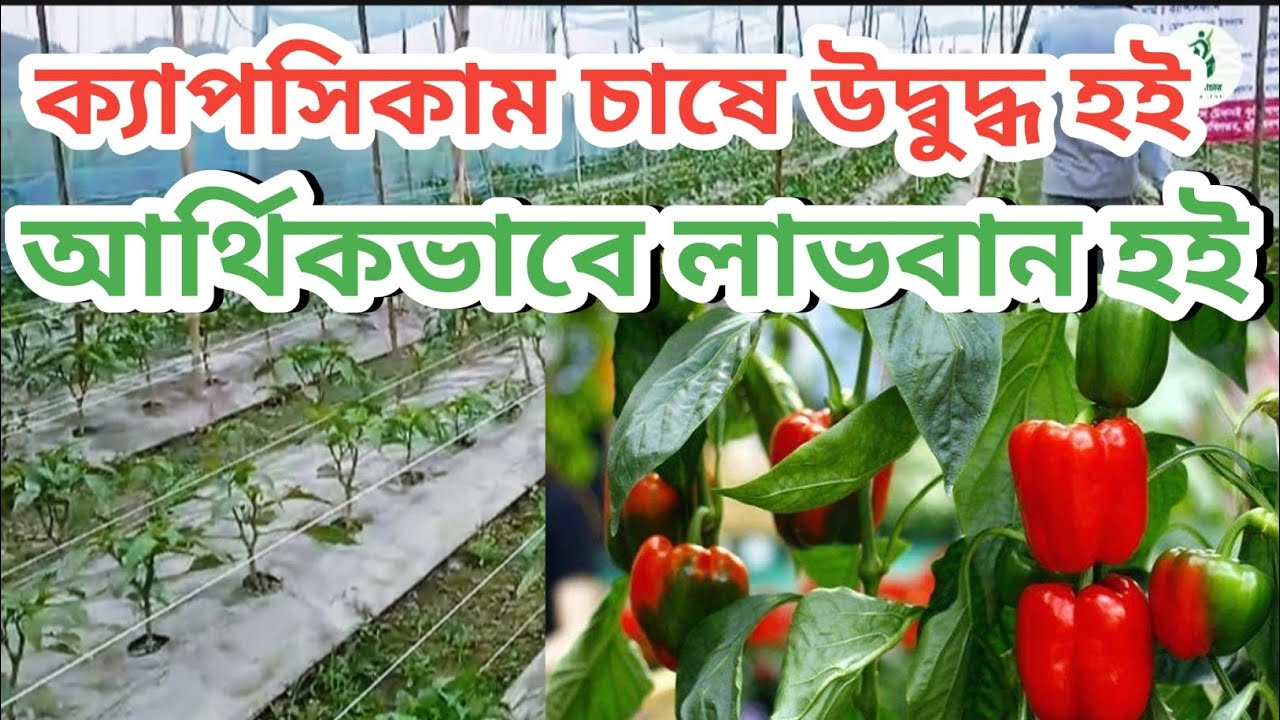 ক্যাপসিকাম চাষ পদ্ধতি 