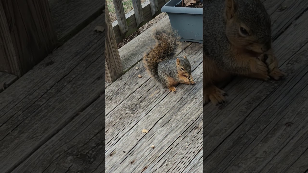 4 Squirrel Thursday afternoon. 