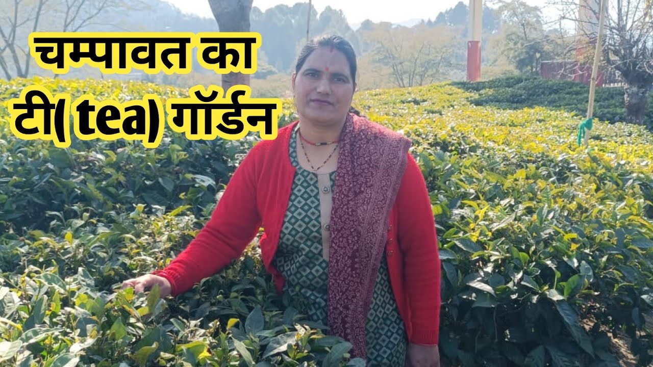 यहाँ की चायपत्ती की मांग विदेशों तक है🌿🌿🌿🌿🌿