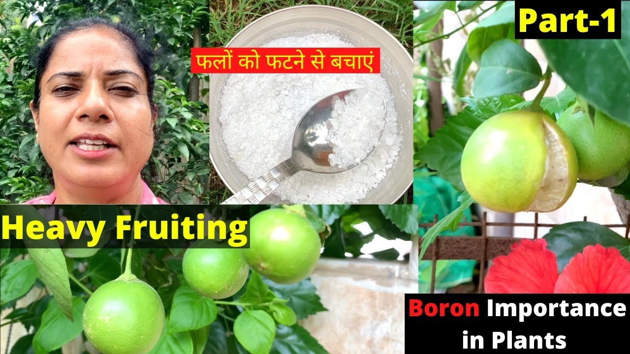 नींबू के फलों को फटने से कैसे बचाएं | Lemon Plant Biggest Problem | Part-1