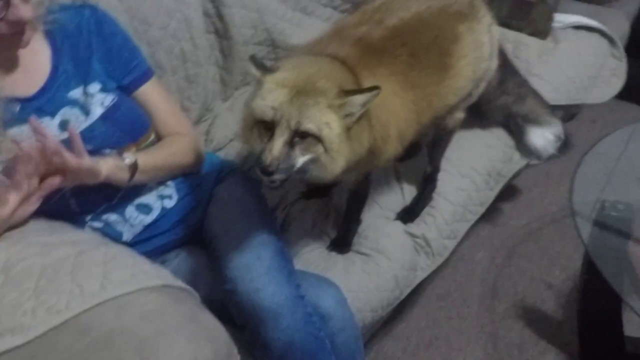 What does the fox say when mommy gets home