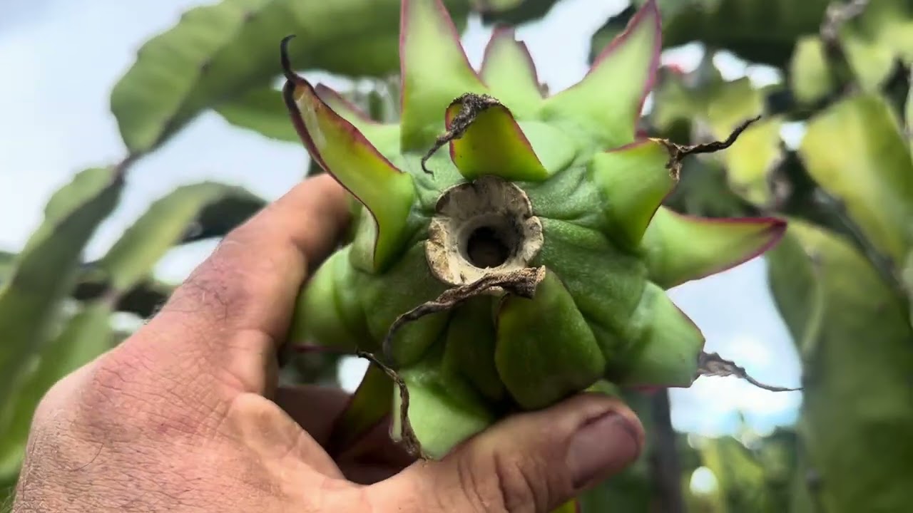 Como evitar rachaduras nas pitayas roxa do Pará e Pink da Nicarágua!
