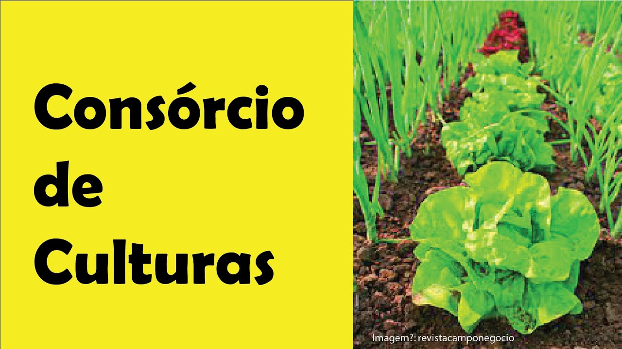 Cultivo consorciado