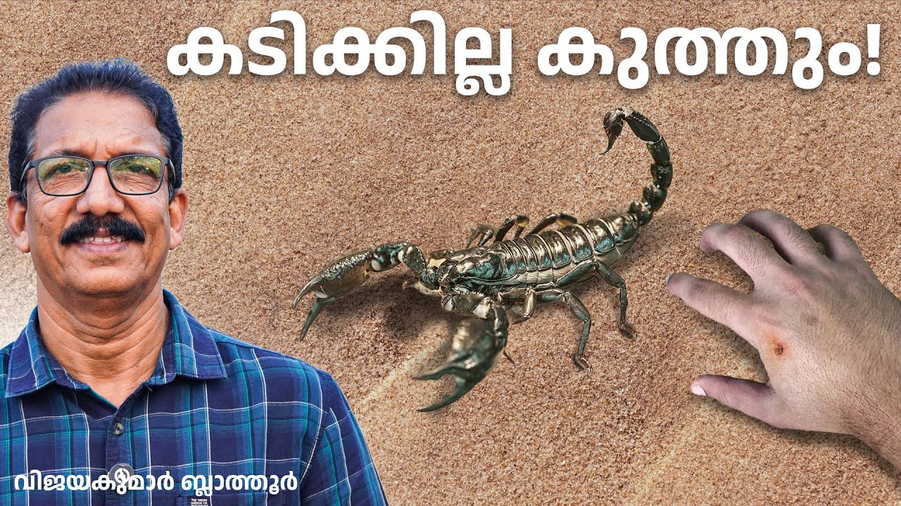 തേൾ വിഷം പേടി വേണോ? #scorpion  #venom  Detriments and Benefits #facts #malayalam  #education