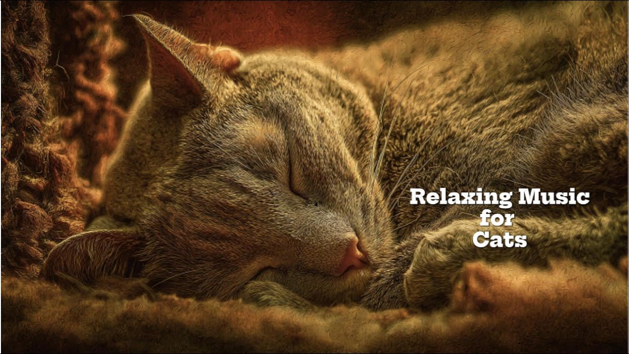 EP.030 고양이가 좋아하는 음악,분리불안과 수면에 도움이 되는 편안한 음악,힐링을 위한 음악입니다. 재즈음악 BPM50~70 ☕ | Warm Soul Jazz for Pets"