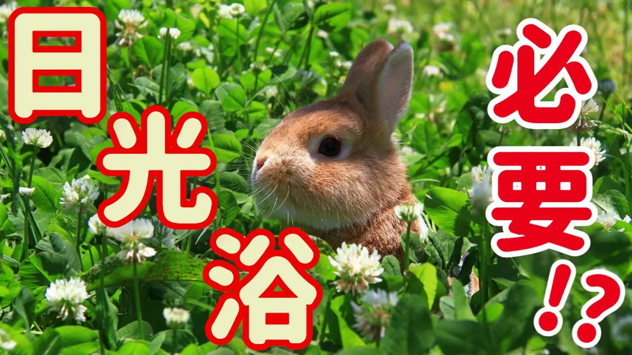 うさぎに日光浴は必要か? プロが教える正しい飼い方#50　うさぎの飼い方Vol.23