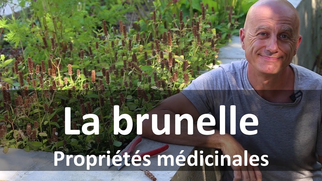 Brunelle : elle répare les plaies !