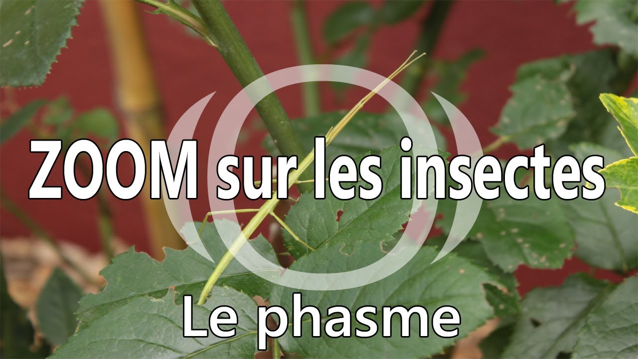 LE PHASME - Vie sauvage du potager - Zoom série | ep.03